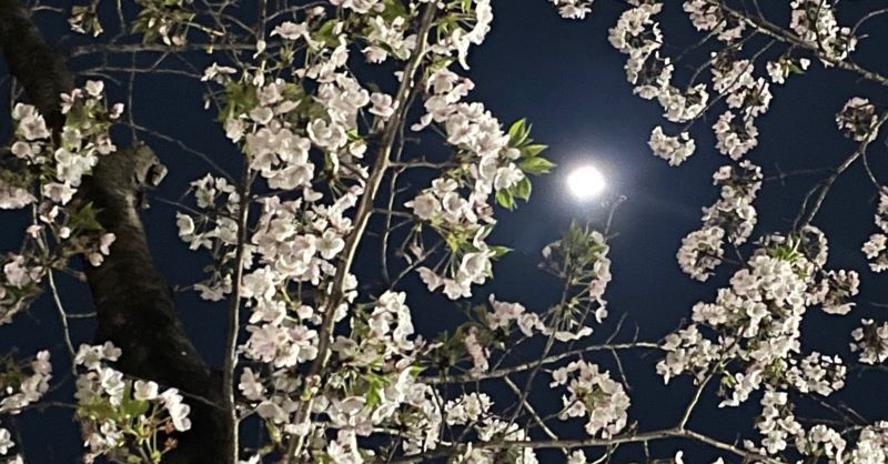 桜がきれいな時期となりました。